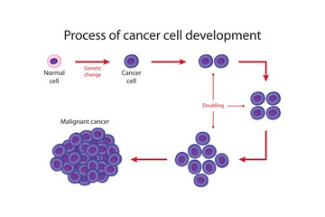 Process of cancer cell development