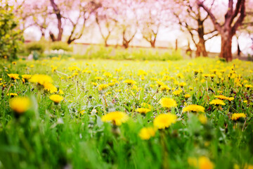 beautiful spring or summer background with blossom flowers