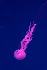 Sea and ocean jellyfish swim in the water close-up. Illumination and bioluminescence in different...