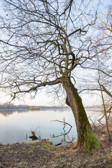 Old oak tree in winter without snow by the lake.