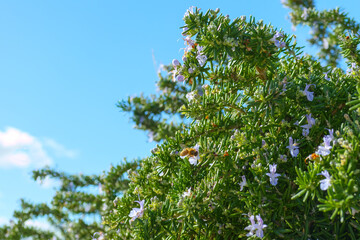 Rosemary in bloom, floral background