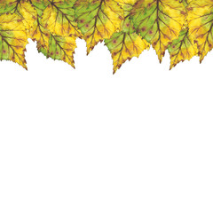Naklejka na ściany i meble Border with yellow autumn leaves. Watercolor illustration. Clip art botany foliage. Illustration for greeting cards, wedding invitations, quote and decorations.