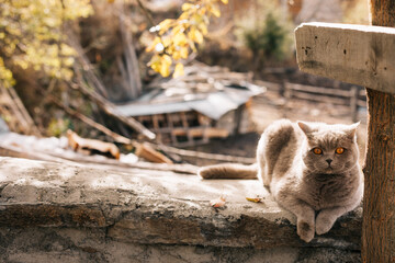 British shorthair kitten play in the garden at spring