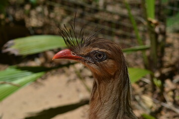 head of an exotic bird