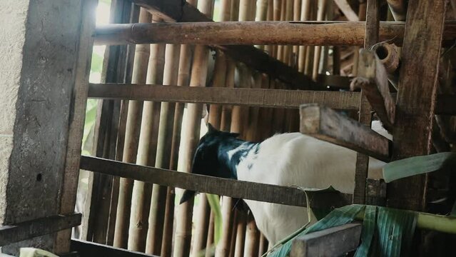 Etawa goat or called jamnapari (Capra aegagrus hircus) in a cage eating grass
