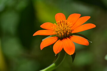 orange flower
