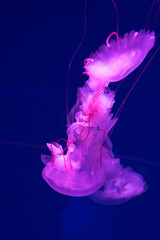 Sea and ocean jellyfish swim in the water close-up. Illumination and bioluminescence in different colors in the dark. Exotic and rare jellyfish in the aquarium.