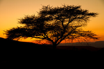 Naklejka premium Beautiful landscape with trees silhouette at sunset