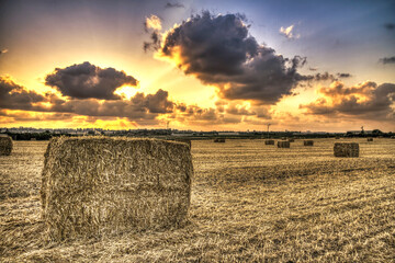 Bales of hay standing on a Plowed field at sunset, ready for loading and use, Israel