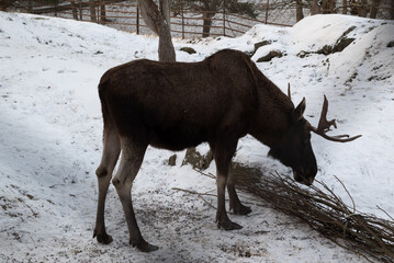 Group of moose in a zoo in winter time in Sweden
