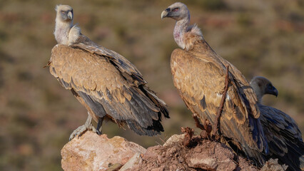 Spanish vulture, Aragon, wild birds