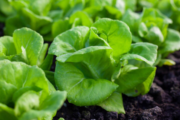 bok-choy vegetable grow using hydroponic method in the garden. baby pak choi in park. Bok choy - also known as pak choi, Chinese cabbage - growing in Brassica patch of parkland bed in soil