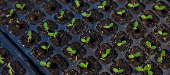 Plant seedlings in trays. Young plants. Growth using a period of 10 - 15 days. Young shoots. Background images of the agricultural industry. Plants are growing from seed in seedling trays in the green