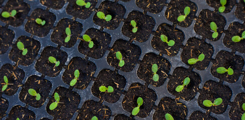 Plant seedlings in trays. Young plants. Growth using a period of 10 - 15 days. Young shoots....