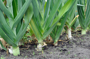 organically cultivated leek plantation in the vegetable garden 