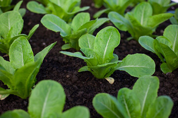 bok-choy vegetable grow using hydroponic method in the garden. baby pak choi in park. Bok choy - also known as pak choi, Chinese cabbage - growing in Brassica patch of parkland bed in soil
