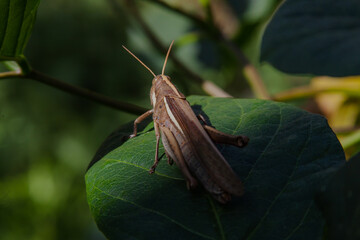 grasshopper on a leaf