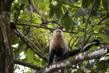 Naklejka na ściany i meble Monkeys in an avocado tree eating babanas
