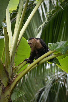 Monkeys in an avocado tree eating babanas