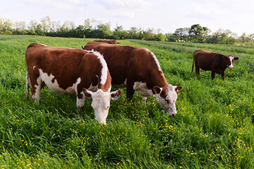 Fototapeta na wymiar Hereford Cattle Grazing in a Lush Green Pasture