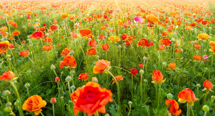 Fototapeta premium blossoming orange and red buttercup flowers in a field, with beautiful rays of light. selective focus