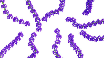 Purple flowers on a white background. Ideal for postcards, for the background of videos, for the background of any project related to the theme - flowers