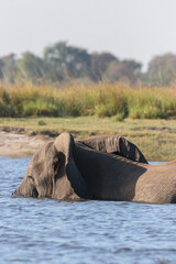 An elephant crossing the Zambezi River in Chobe National Park in Botswana, Africa