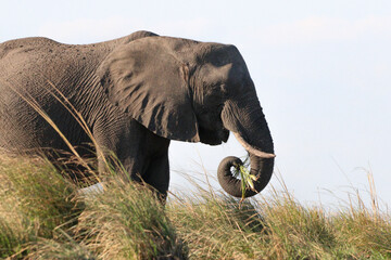 An elephant eating grass along the Zambezi River in Chobe National Park in Botswana, Africa