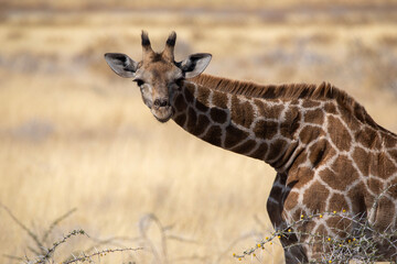 Baby giraffe in Etosha National Park in Namibia, Africa - obrazy, fototapety, plakaty