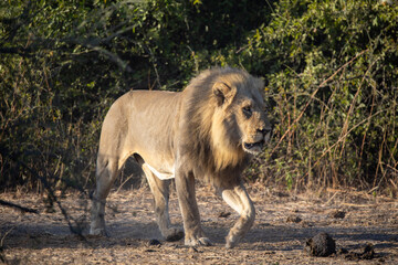 A lion in Chobe National Park in Botswana, Africa on safari