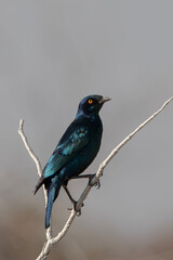 A Greater Blue-eared Starling bird perched on a tree in Etosha National Park in Namibia, Africa