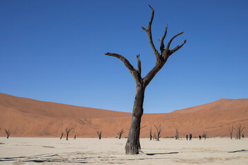 Fototapeta na wymiar Deadvlei in Sossusvlei, Namibia, Africa