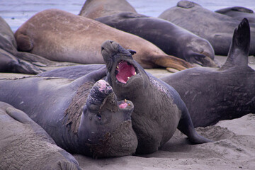 Elephant seals fighting in San Simeon, California in the United States