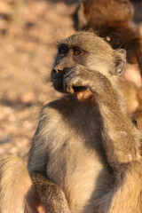 A baboon in Chobe National Park in Botswana, Africa on safari