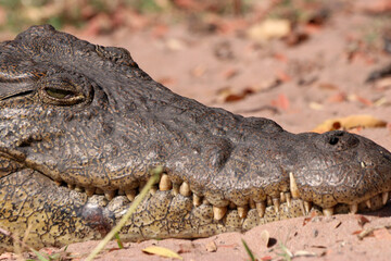 A close-up of a crocodile in Chobe National Park in Botswana, Africa on safari