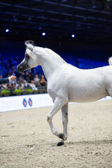  beautiful grey purebred arabian horse posing at  manege at competition.