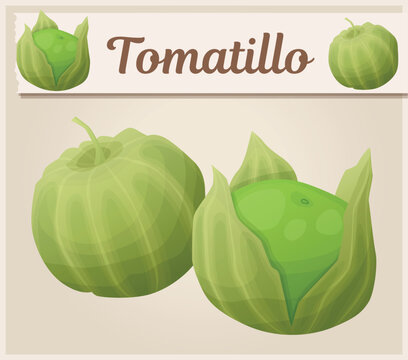 Tomatiilo vector icon, green vegetables group cartoon illustration. Organic fresh food ingredient for mexican kitchen, tomatillo verde plant drawing