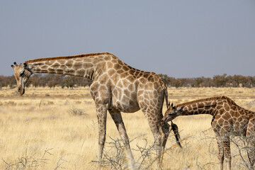 Mom and baby giraffe in Etosha National Park in Namibia, Africa on safari