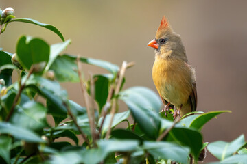 Female cardinal in profile