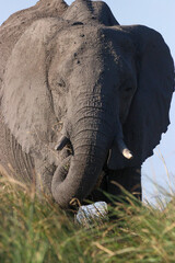 An elephant eating grass at the Zambezi River in Chobe National Park in Botswana, Africa
