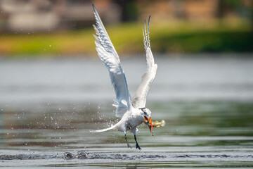 Tern Fishing