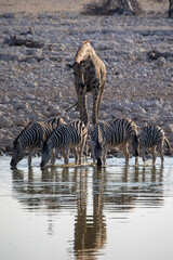 Fototapeta na wymiar A giraffe and zebra at the watering hole in Etosha National Park in Namibia, Africa