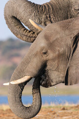 Elephants drinking water from the Zambezi River in Chobe National Park in Botswana, Africa
