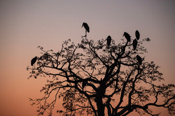 Silhouette of herons in a tree at sunrise outside Chobe National Park in Botswana, Africa on safari