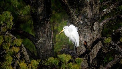 Great egret in maritime forest