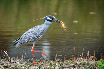 Heron with fresh catch