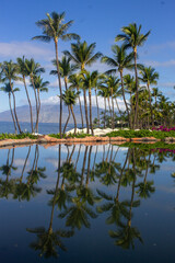Naklejka na ściany i meble Palm trees in Maui, Hawaii