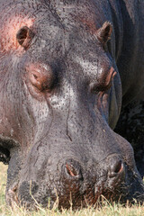 A close-up of a hippopotamus along the Zambezi River in Chobe National Park, Botswana on safari