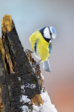 blaumeise parus caeruleus