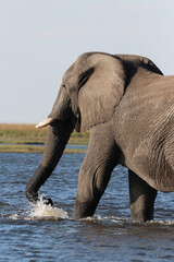 Elephant crossing the Zambezi River in Chobe National Park in Botswana, Africa on safari